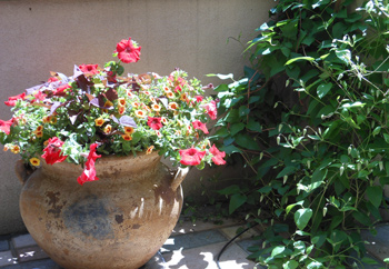 Planting in containers is perfect for condo balconies and terraces or rooftop gardens