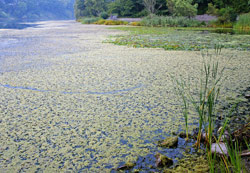 Grenadier Pond and High Park