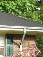 Tree branches over dark roof